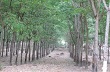 Khi nông nghiệp nông thôn là "cánh cửa thoát hiểm" 